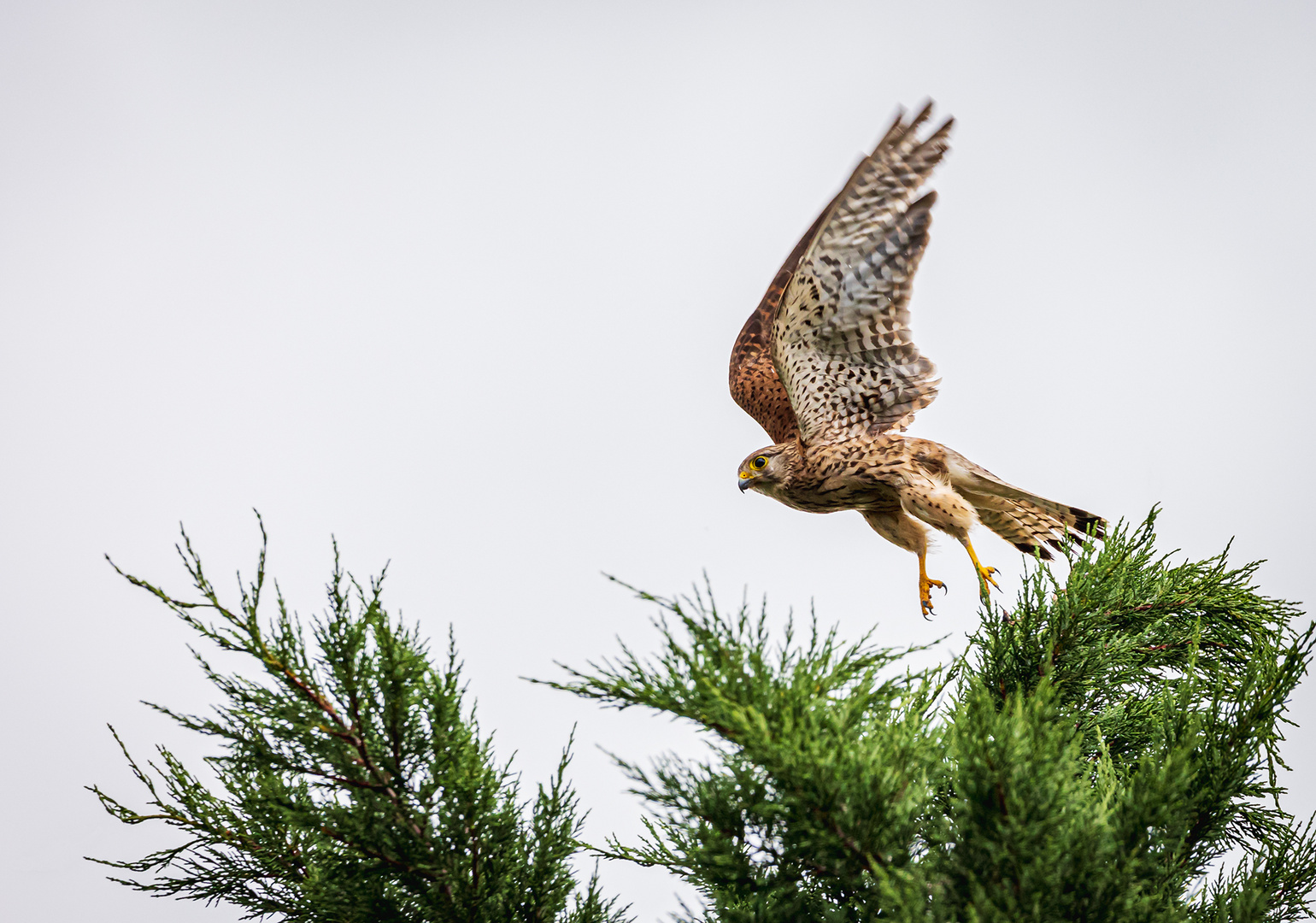 R6R21742 Turmfalke beim Abflug -2048