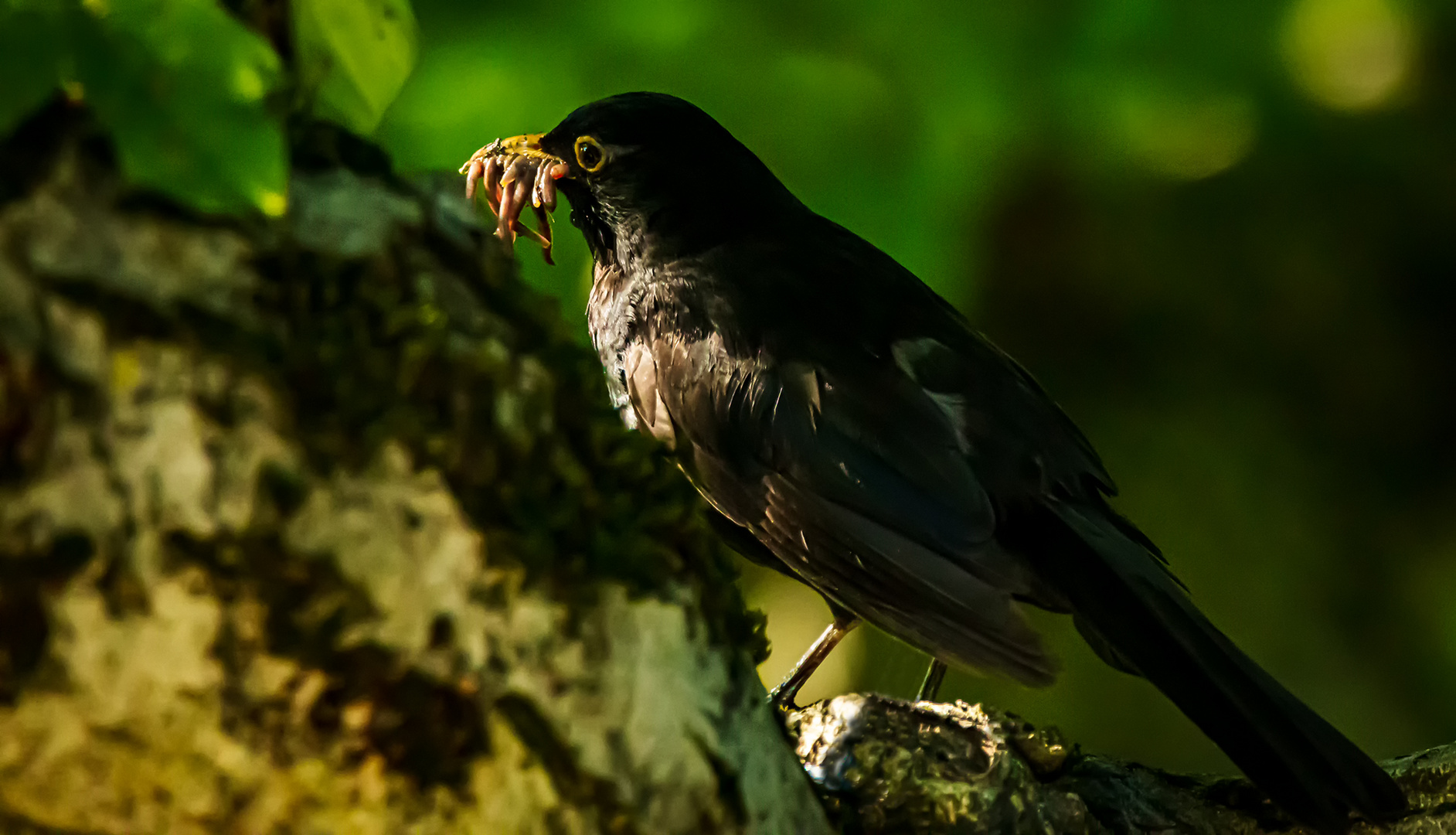 R6R21956 Amsel mit R Würmer Dfine -2048