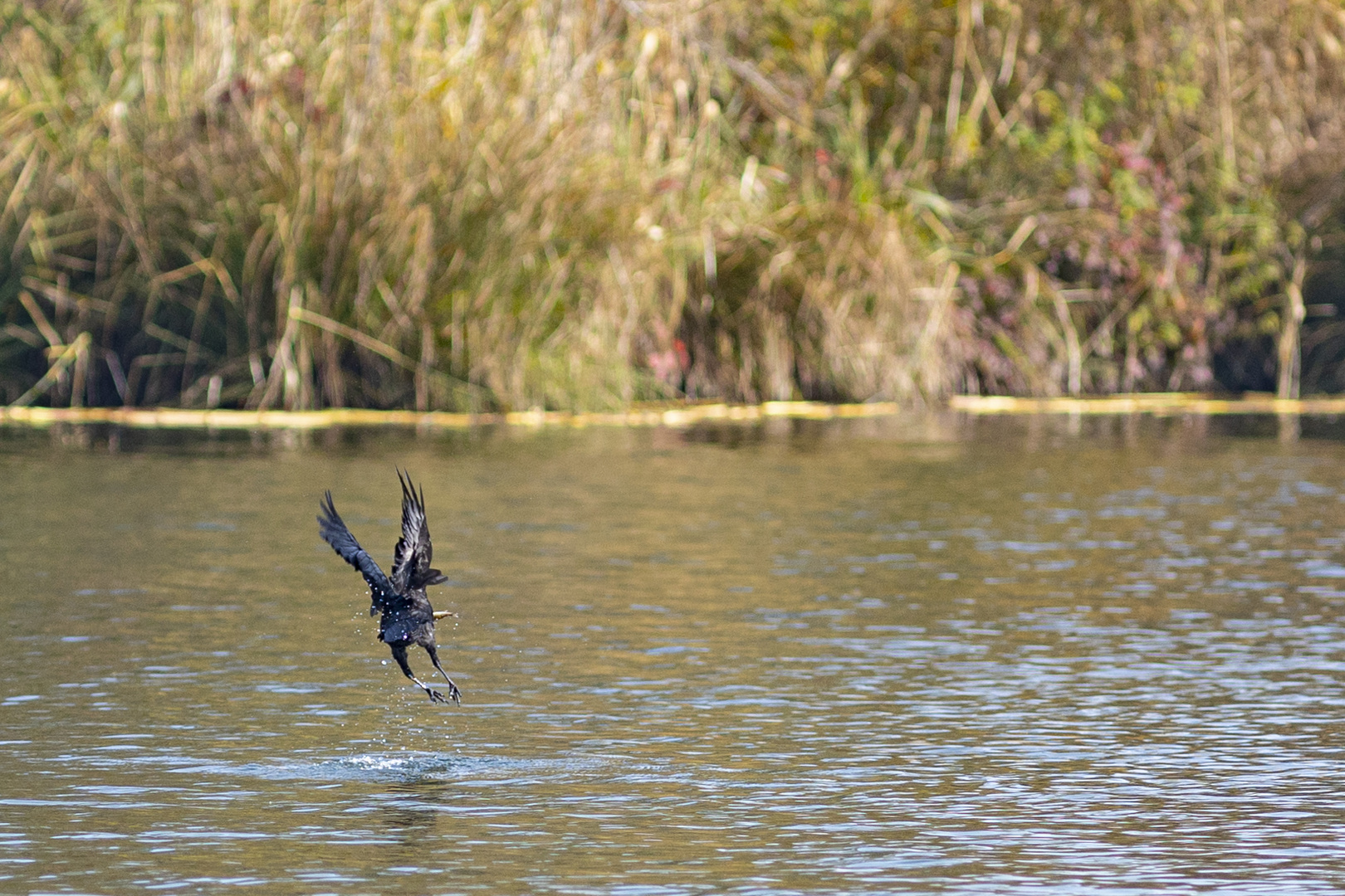 _R7A1296 Krähen beim Fischen