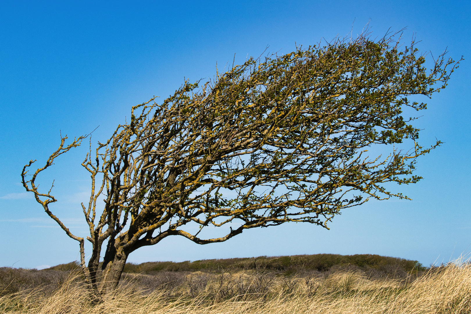 R7_AM2A1305_Rubjerg Knude Fyr-01