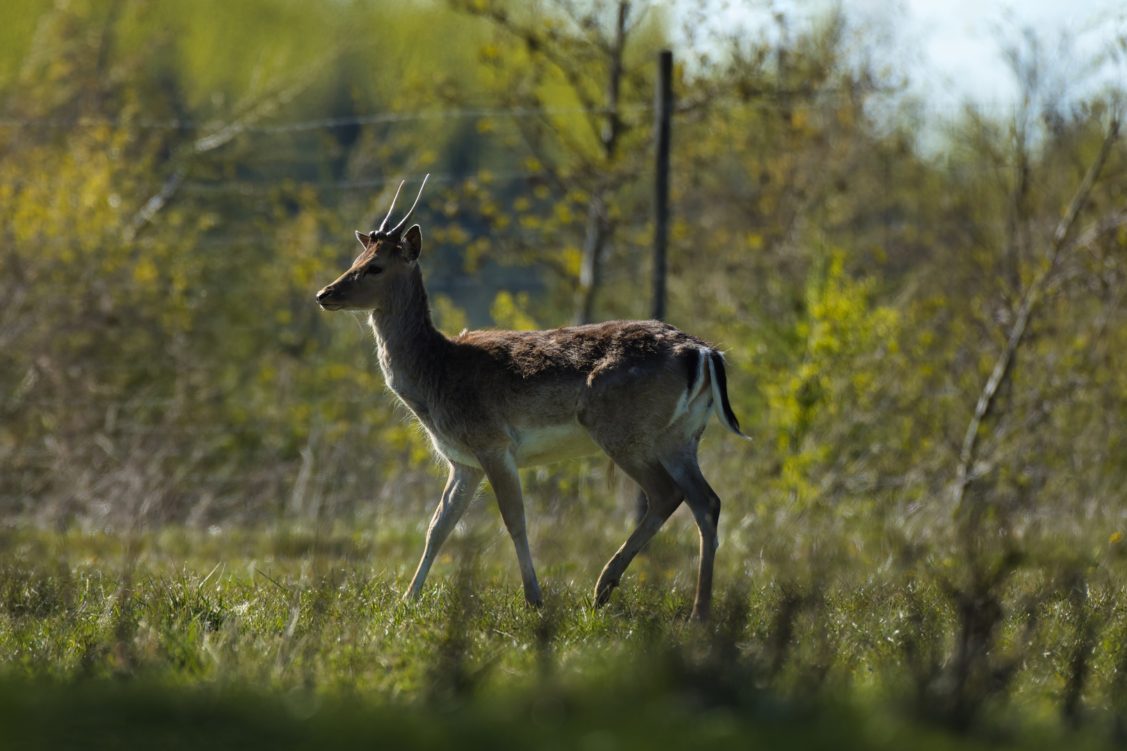 R7_AM2A1519_Sindal Dyrepark-05