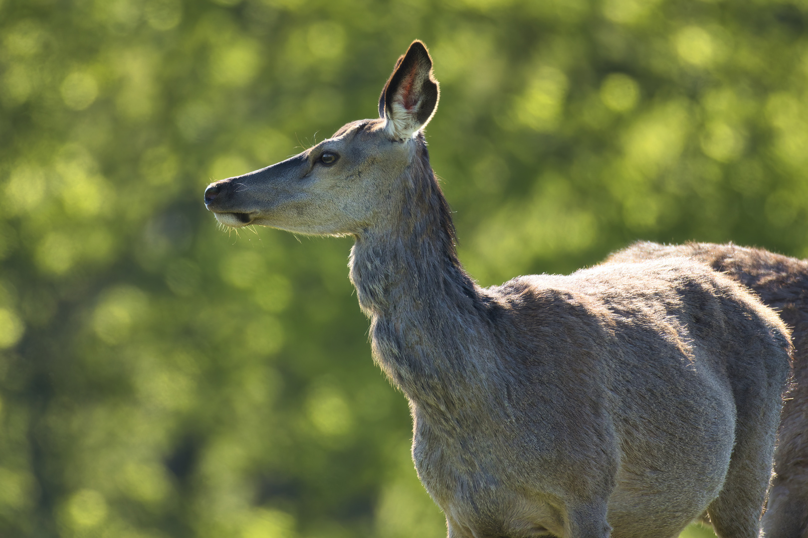 R7_AM2A1538_Sindal Dyrepark-09