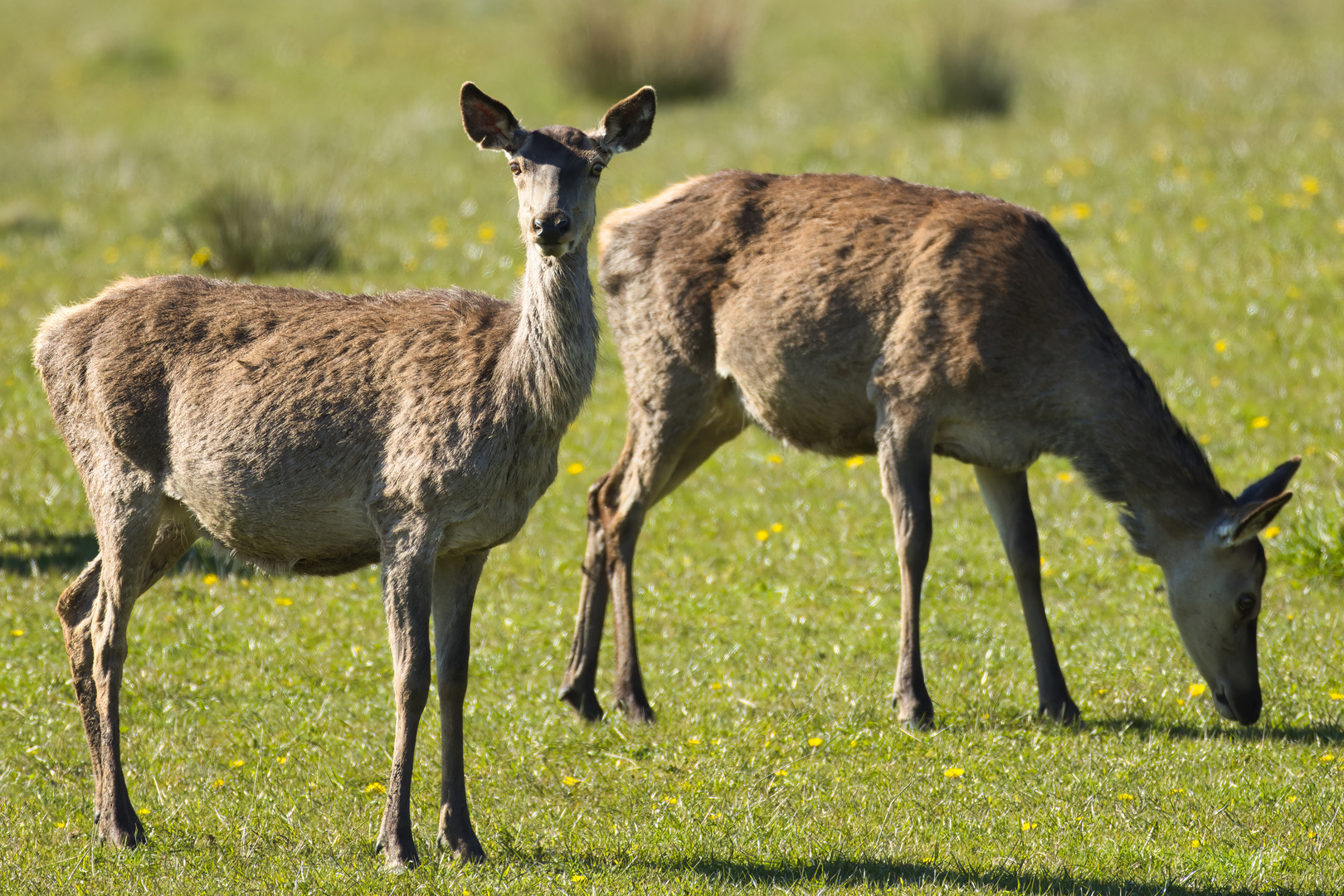 R7_AM2A1554_Sindal Dyrepark-11