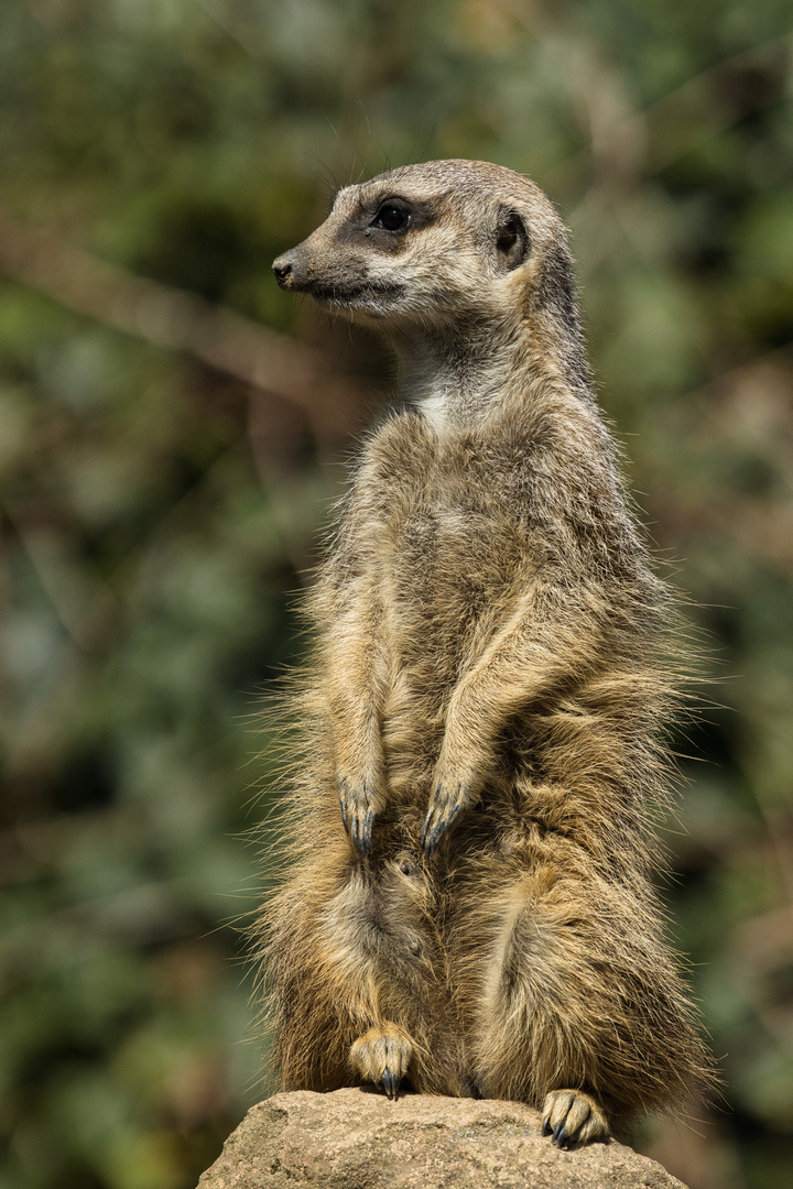 R7_AM2A2008_Aalborg Zoo-08