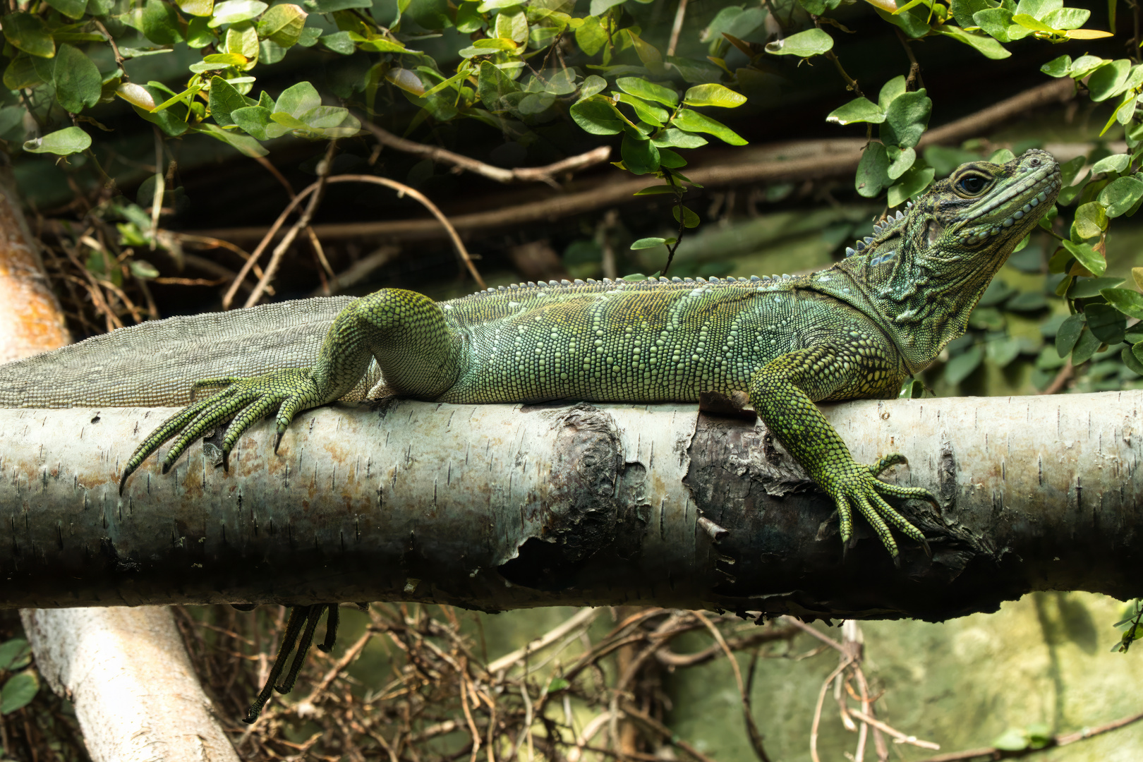 R7_AM2A2088_Aalborg Zoo-20