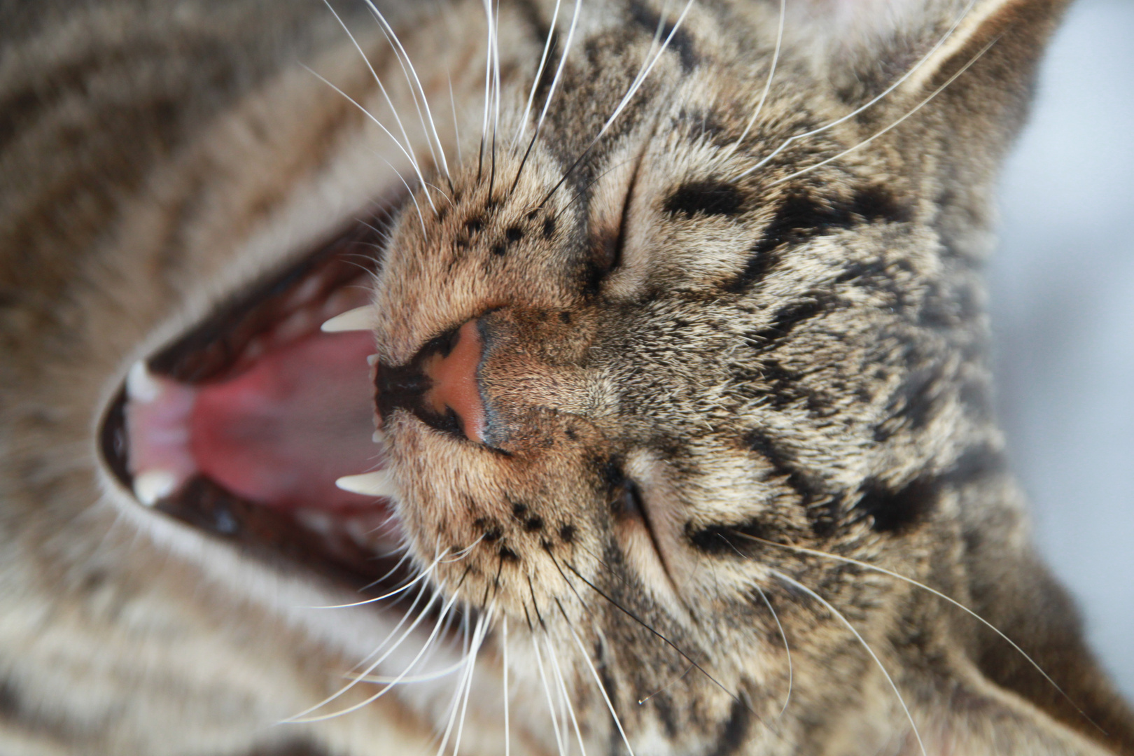 Raarrrrrr ich bin eine Katze