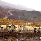 Raasay Islands Sheeps