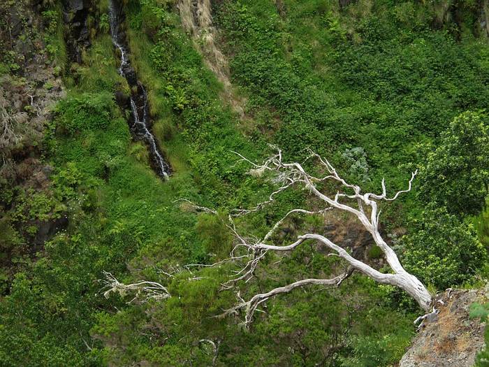 Rabacal - Madeira