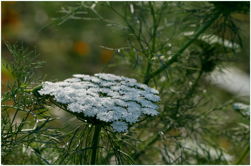 Rabattenblumen