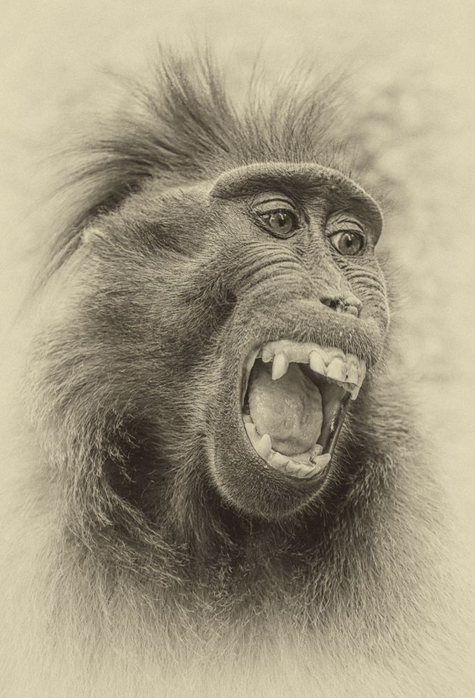 Rabauke Foto & Bild tiere, affe, natur Bilder auf