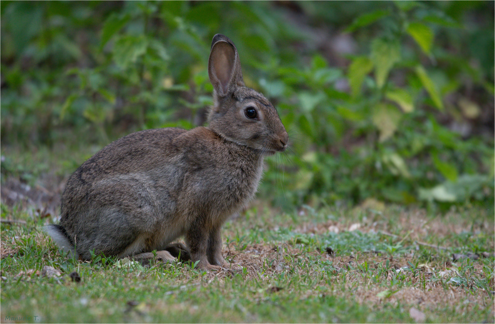 Rabbit