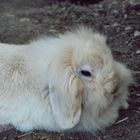 #rabbit