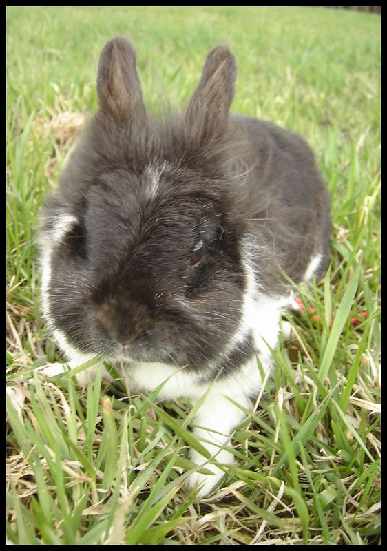 Rabbit in grass