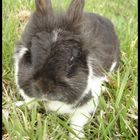 Rabbit in grass