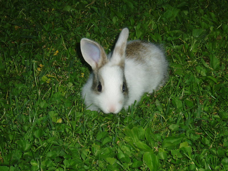 Rabbit in Parma (Italy)