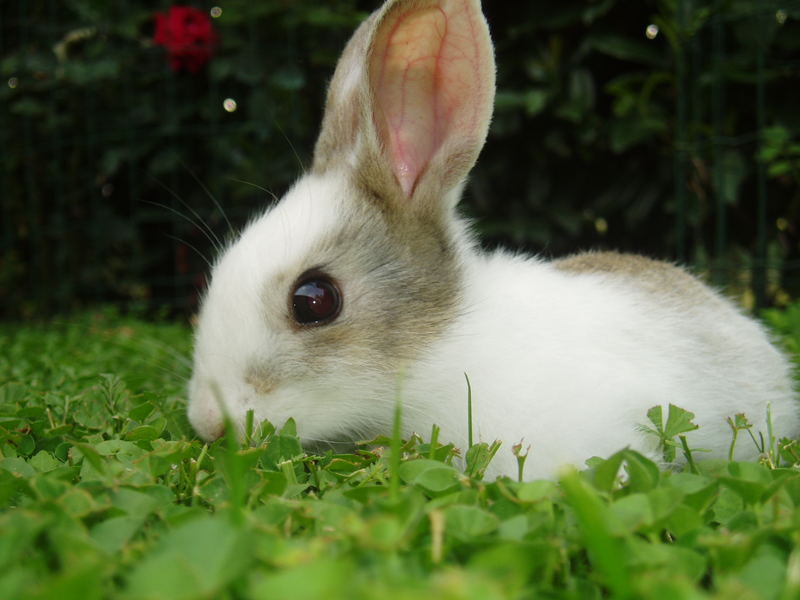 Rabbit in Parma (Italy)