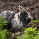 Rabbit in the wild ..