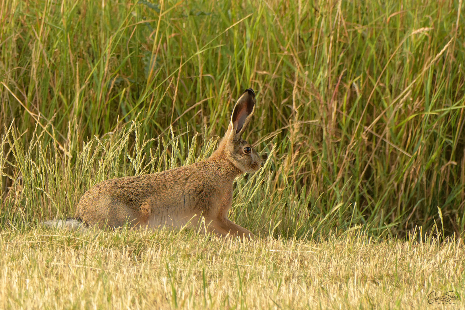 Rabbit on the Run