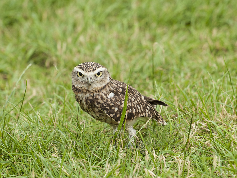 RABBIT OWL