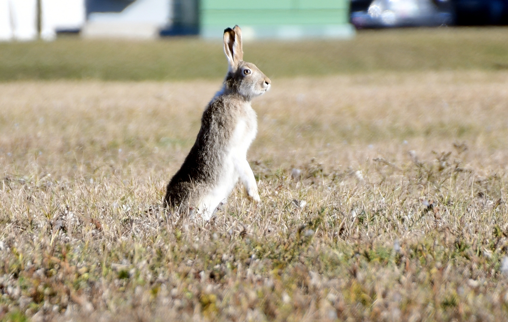 Rabbit - sucht noch