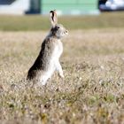 Rabbit - sucht noch