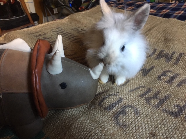 Rabbit & Triceratops