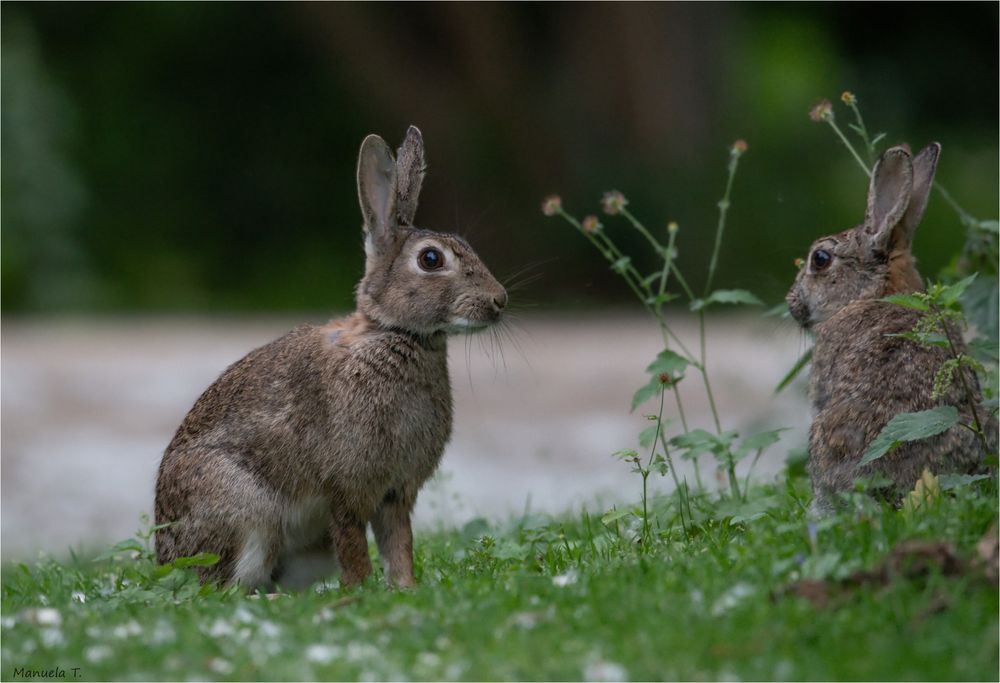 Rabbits are cute,