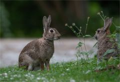 Rabbits are cute,