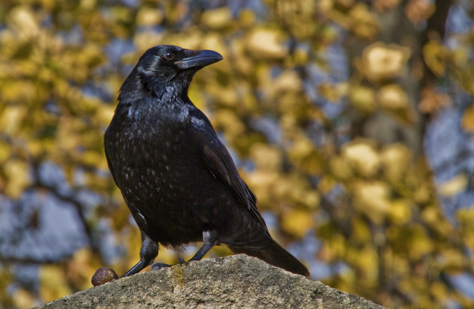 Rabe Foto & Bild | tiere, wildlife, wild lebende vögel Bilder auf ...