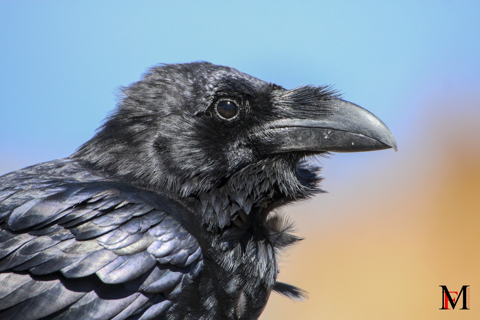 Rabe Foto & Bild | tiere, wildlife, wild lebende vögel Bilder auf ...