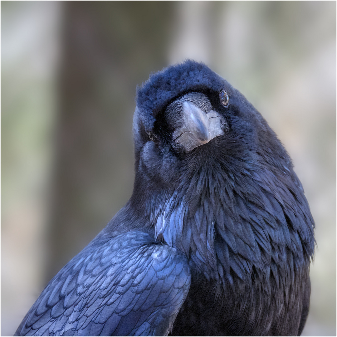 Rabe Foto & Bild | tiere, zoo, wildpark & falknerei, vögel Bilder auf ...