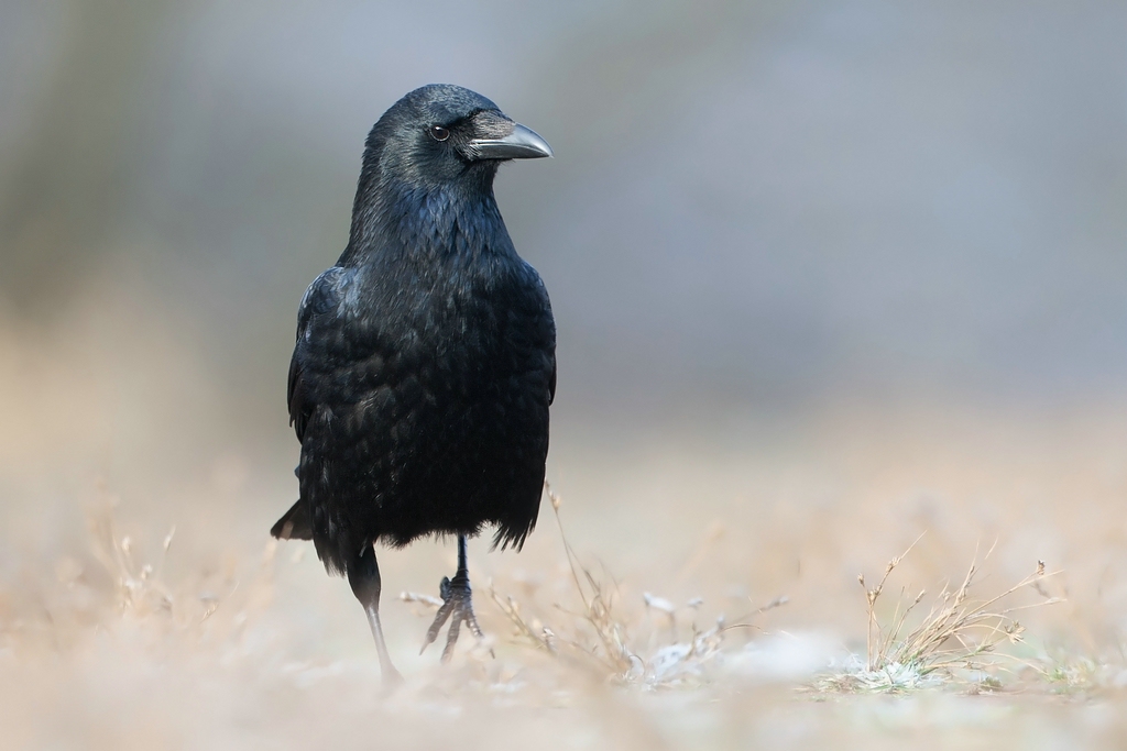 Rabe Foto & Bild | tiere, wildlife, wild lebende vögel Bilder auf ...