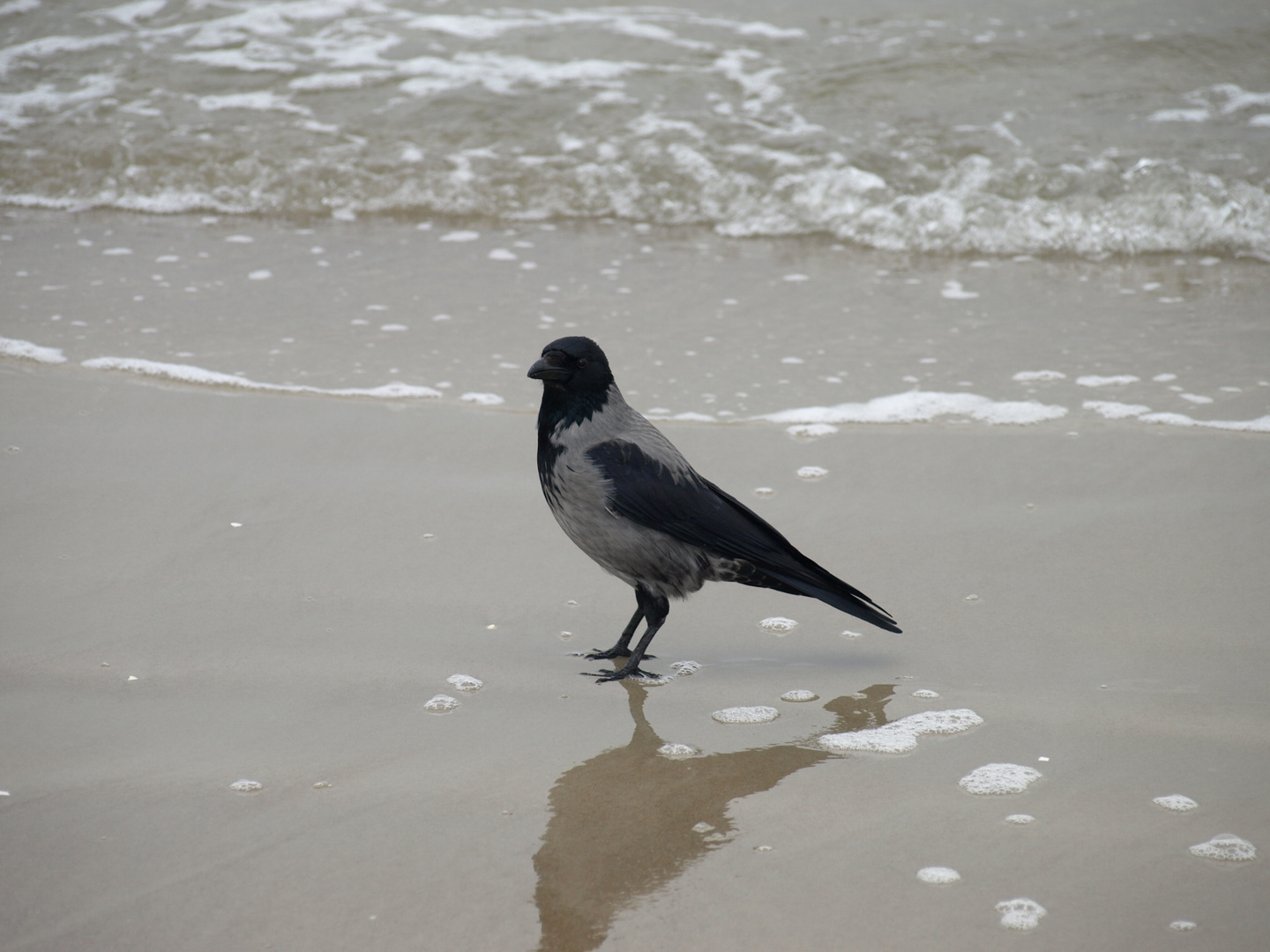 Rabe am Ostseestrand