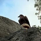 Rabe auf der Rabenklippe im Okertal