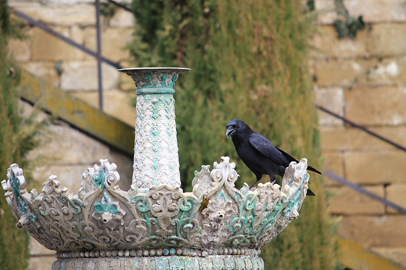 Rabe auf Schlossbrunnen