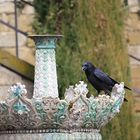 Rabe auf Schlossbrunnen