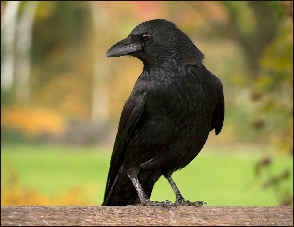 Was Hat Ein Rabe Mit Einem Schreibtisch Gemeinsam Rabe Foto & Bild | tiere, wildlife, wild lebende vögel Bilder auf