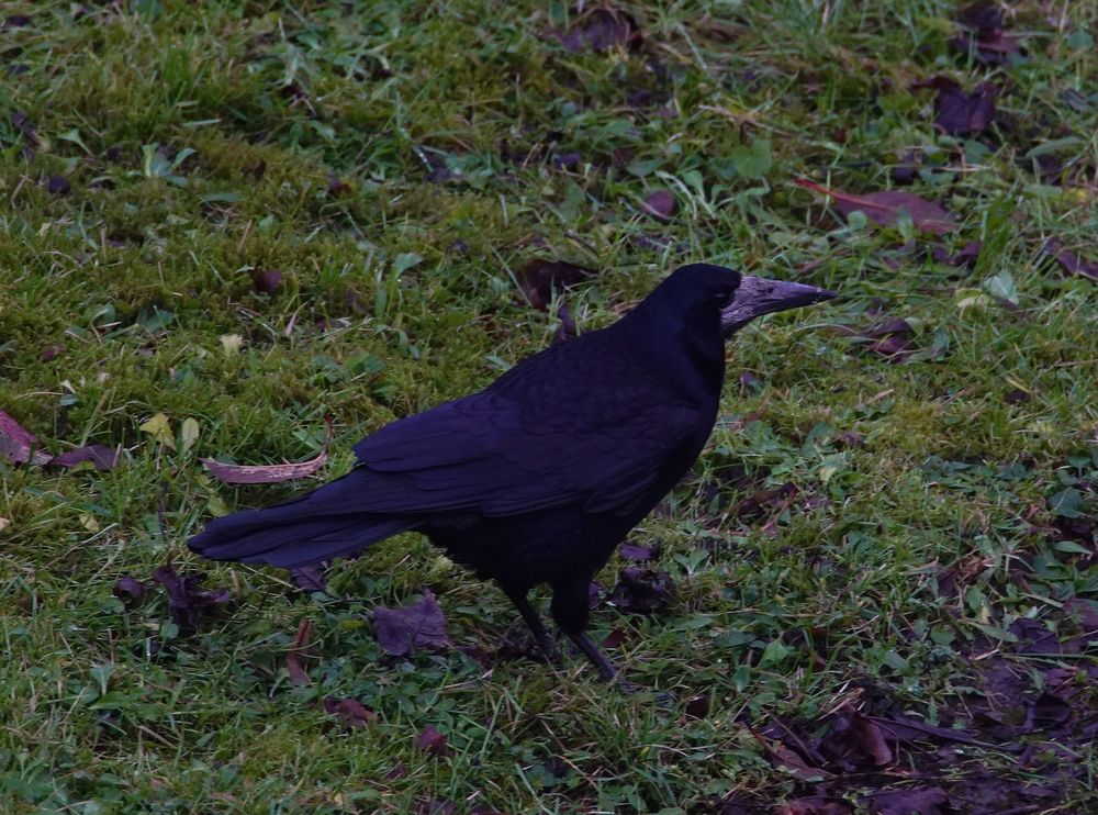Rabe. Foto & Bild | tiere, wildlife, wild lebende vögel Bilder auf ...