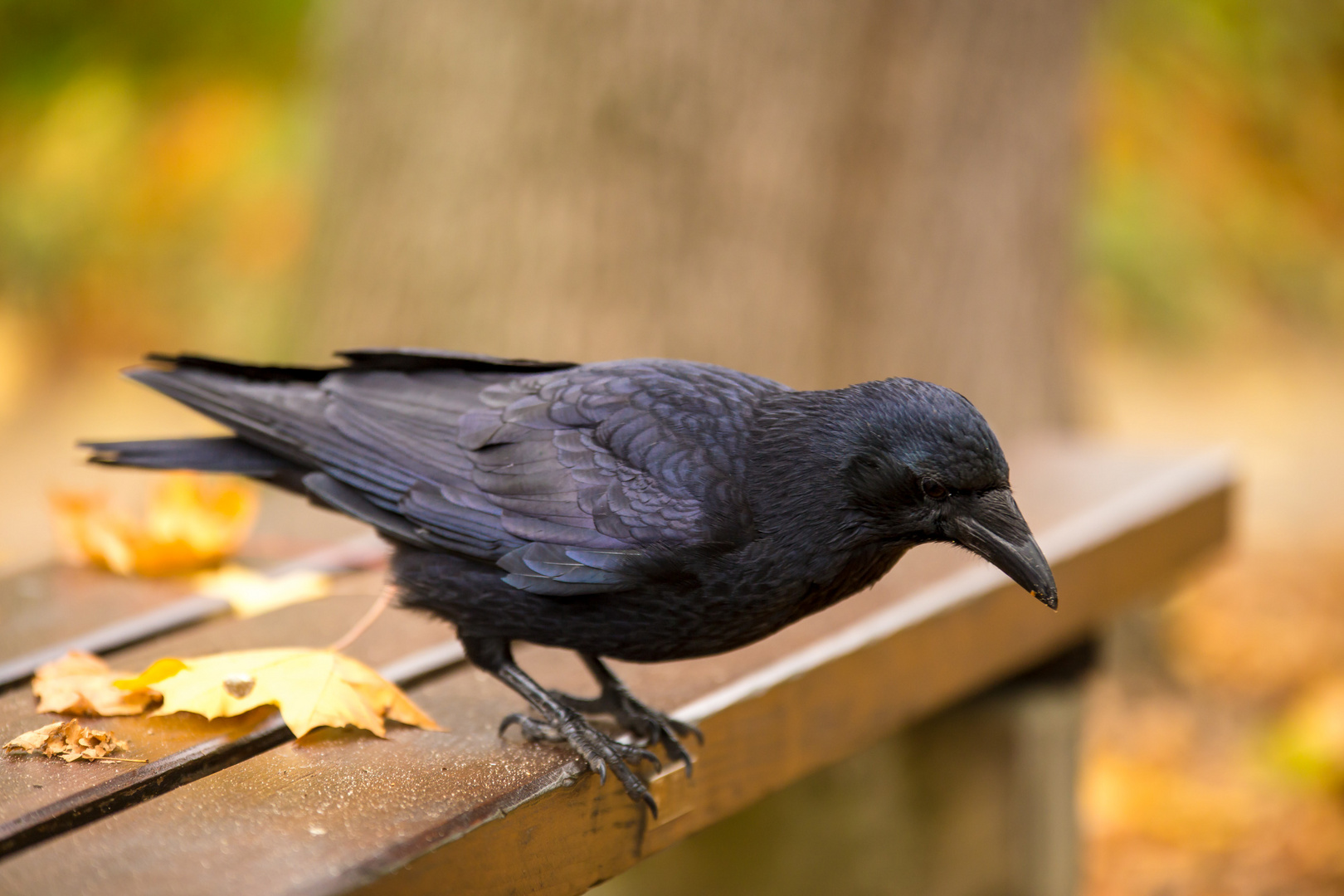 Rabe Foto & Bild | tiere, wildlife, wild lebende vögel Bilder auf ...