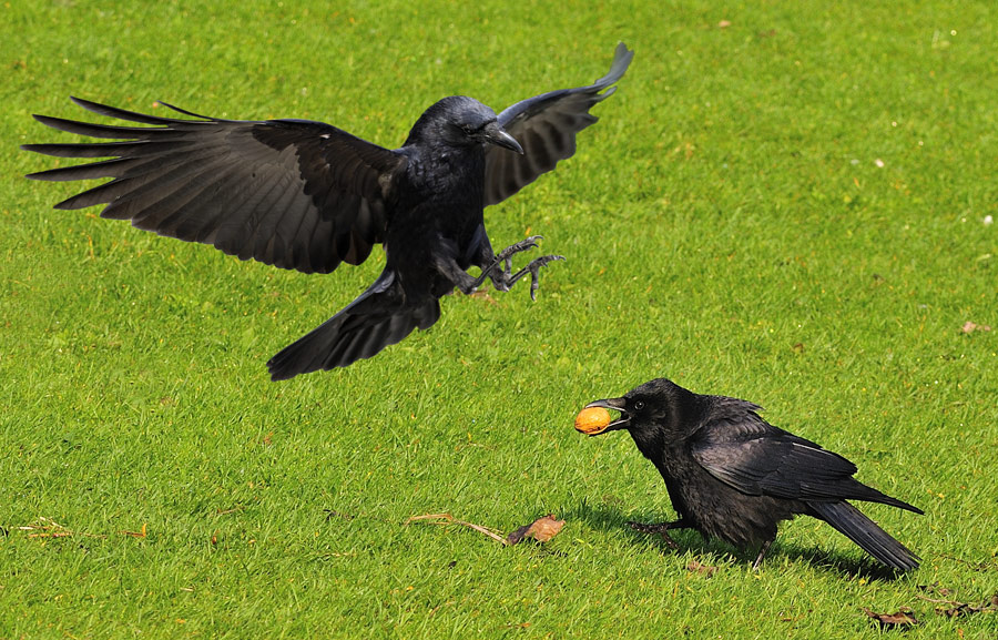 Rabe Foto & Bild | tiere, wildlife, wild lebende vögel Bilder auf ...