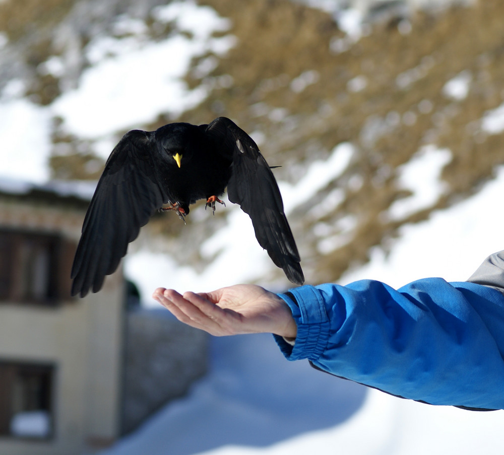 Rabe im Anflug