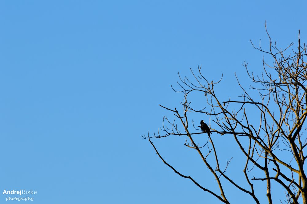 Rabe im Baum