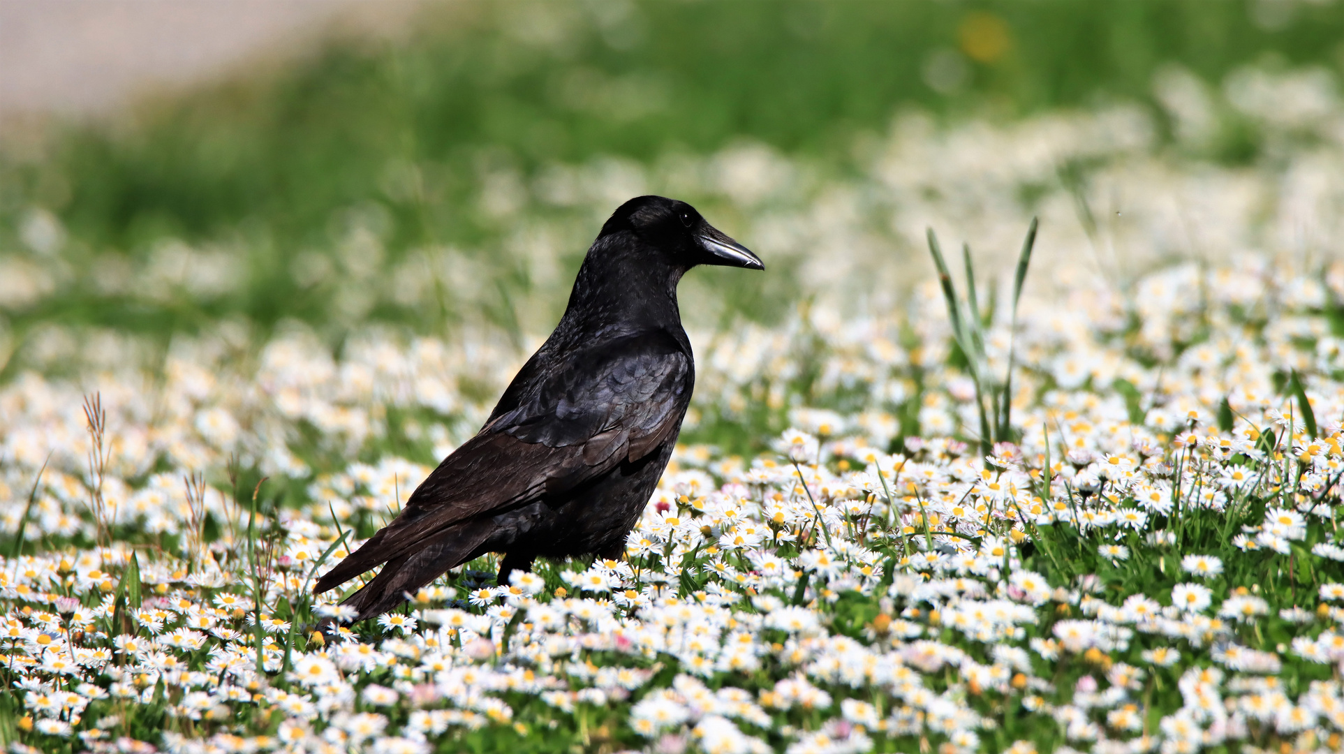 Rabe im Blütenmeer