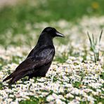 Rabe im Blütenmeer