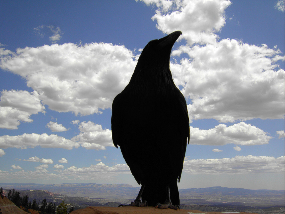 Rabe im Bryce Canyon