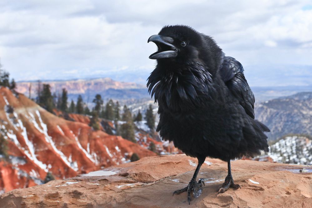 Rabe im Bryce Canyon