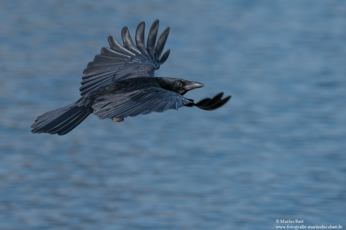 Rabe im Flug.....