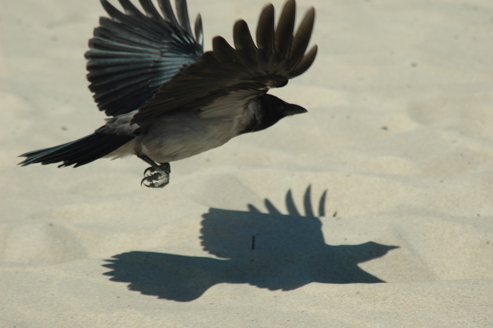 Rabe im Flug/ostsee