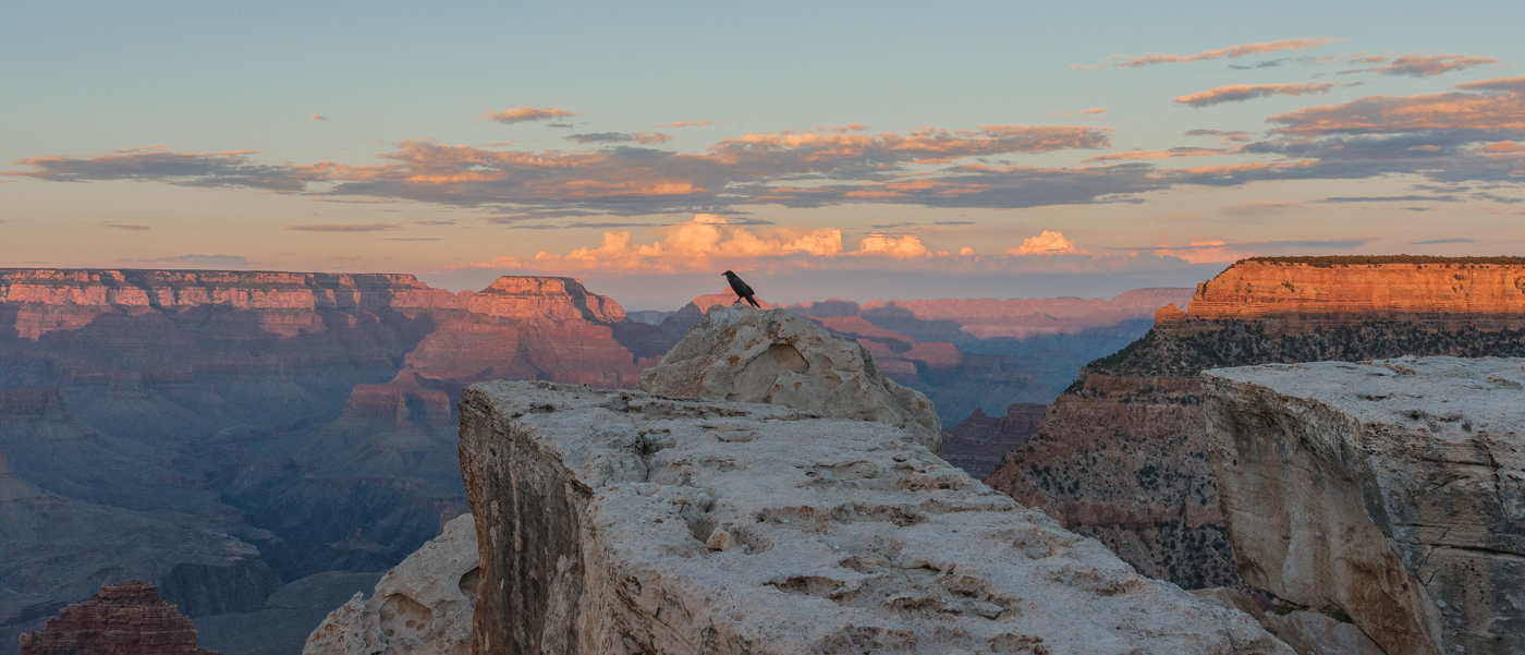 Rabe im Grand Canyon