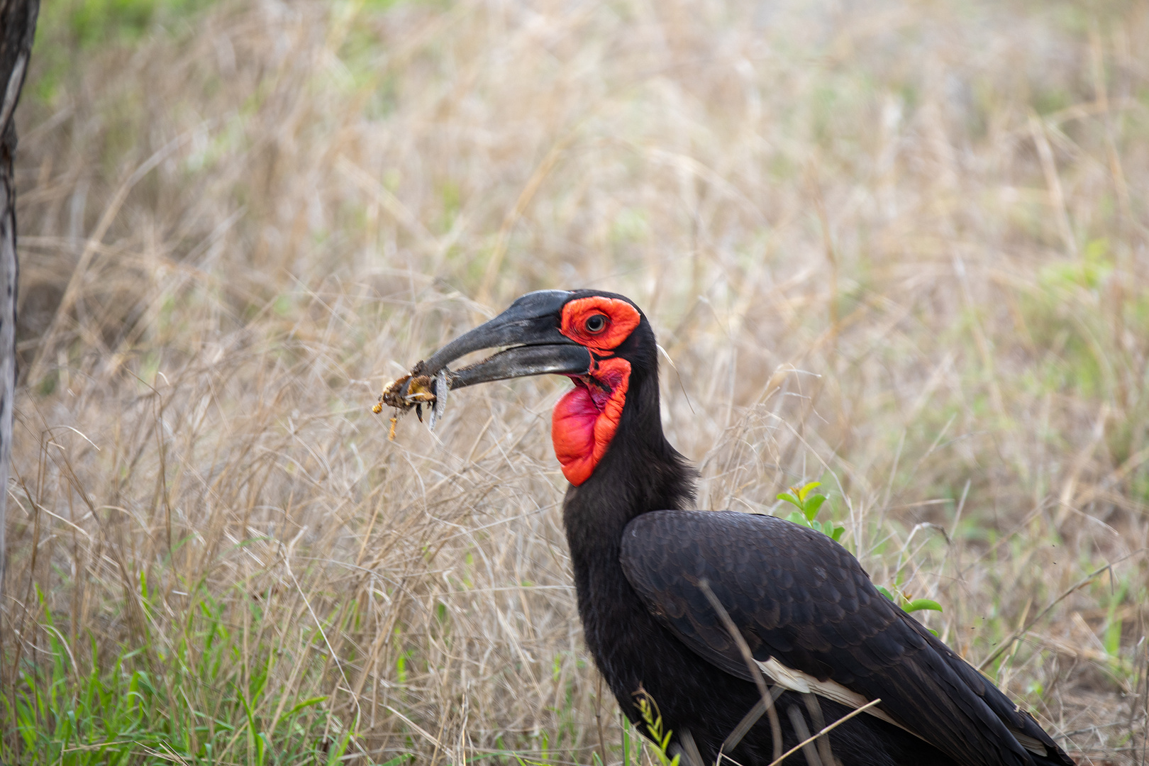 Rabe im Kruger Nationalpark